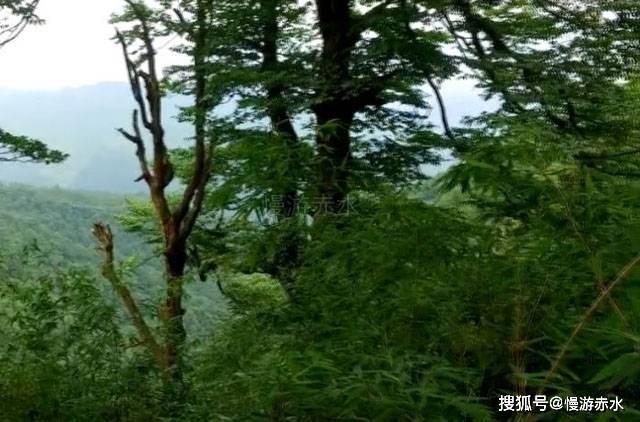 华丽礼帽