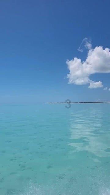 救援受困的火鸡